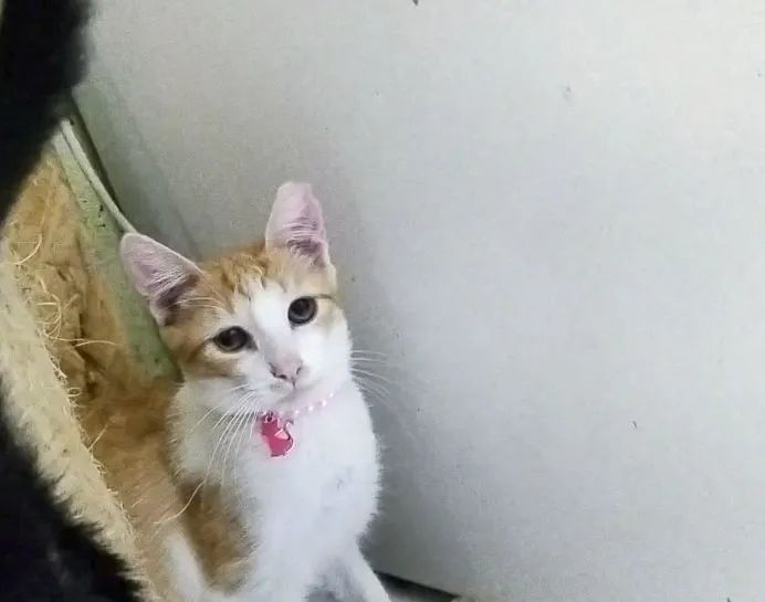 Paulina e Paola gatinhas irmãs Adoção responsável  - Foto 4