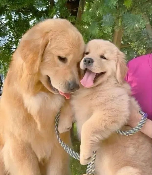 Golden  com pedigree