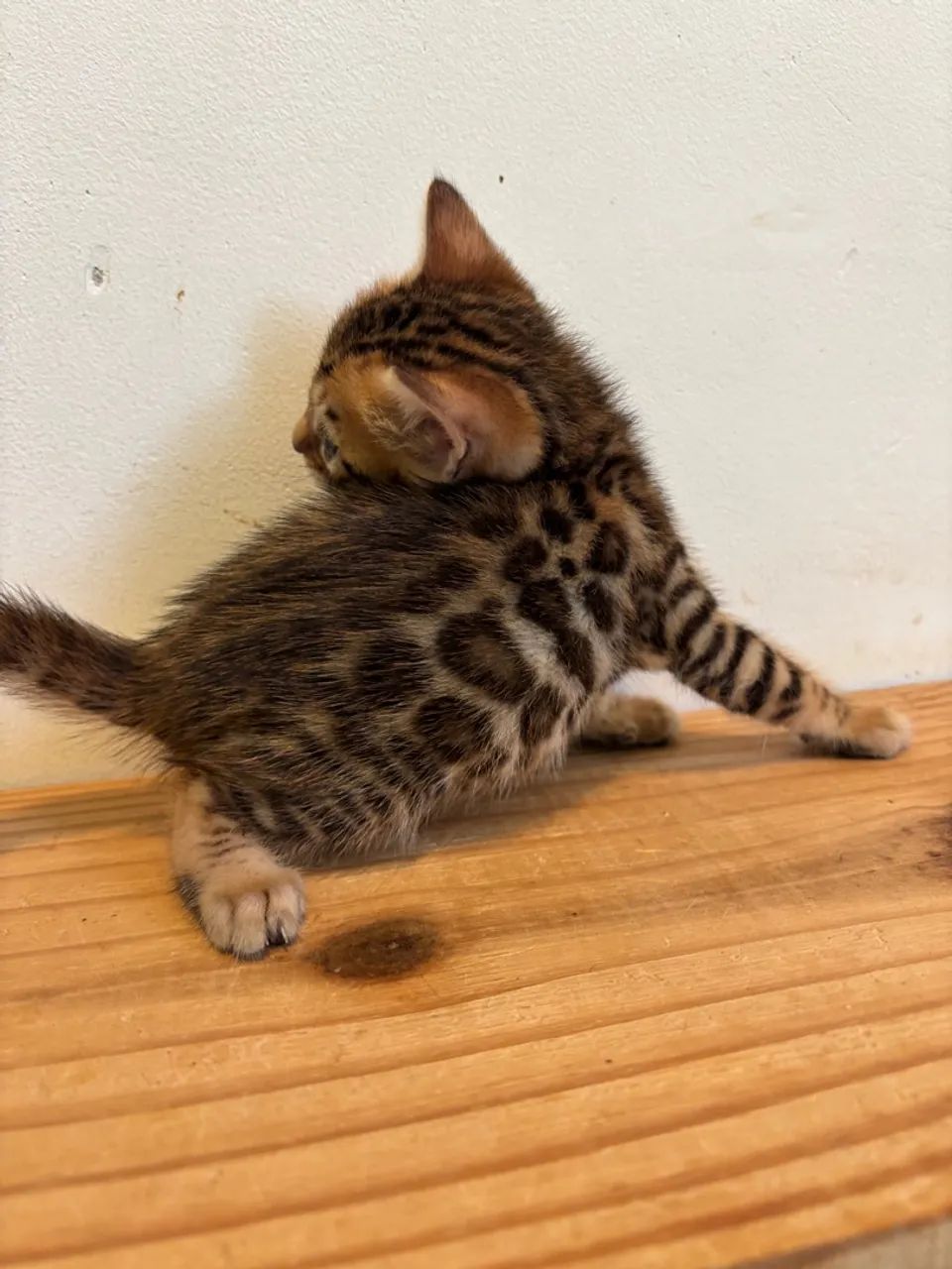 Bengal Genética europeia com pedigree  - Foto 3