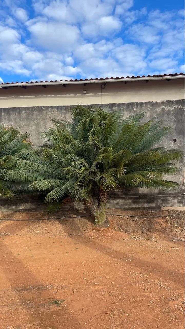Cycas Circinalis Adultas Mais Bonitas da OLX