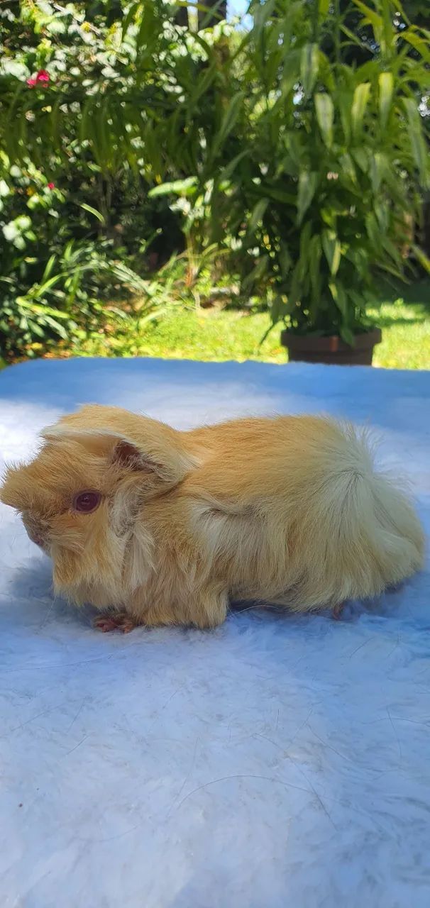 Porquinhos da Índia - Peruano