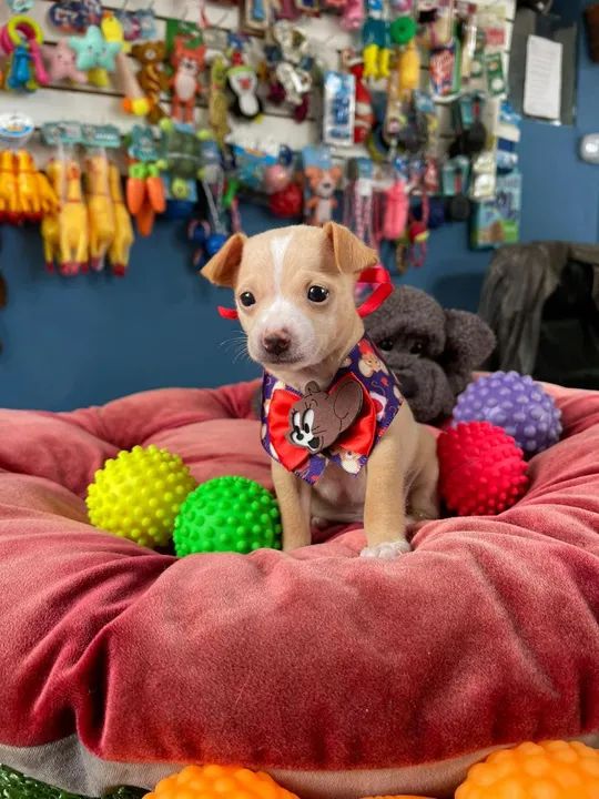 Pinscher macho $1.100,00