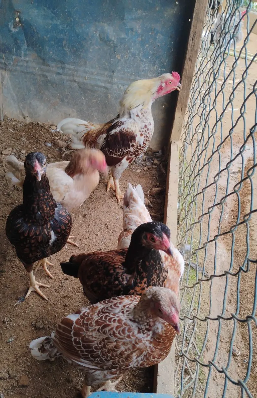 Galinhas de raça para venda