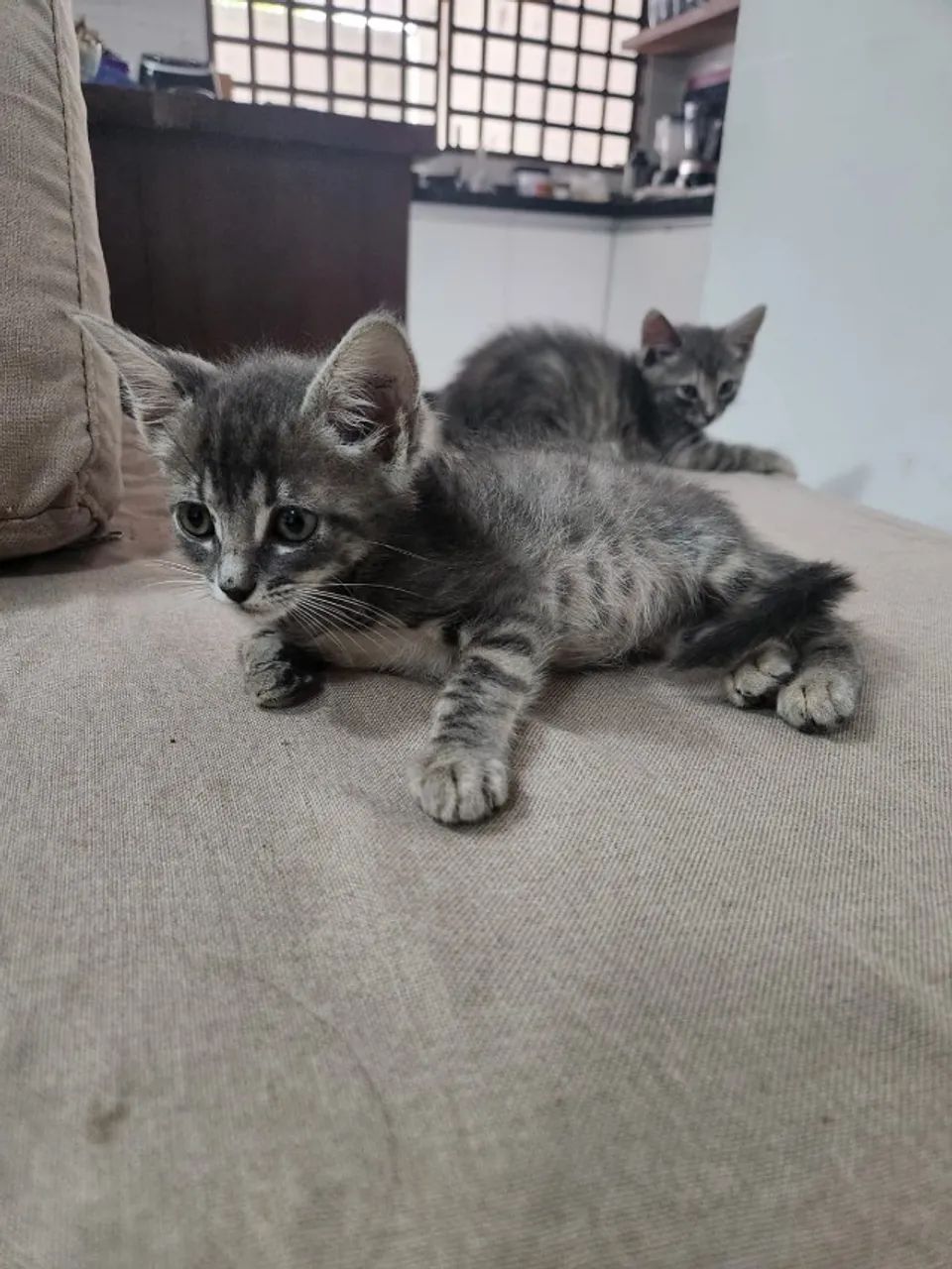 Casal de gatinhos super fofos para adoção - Foto 4