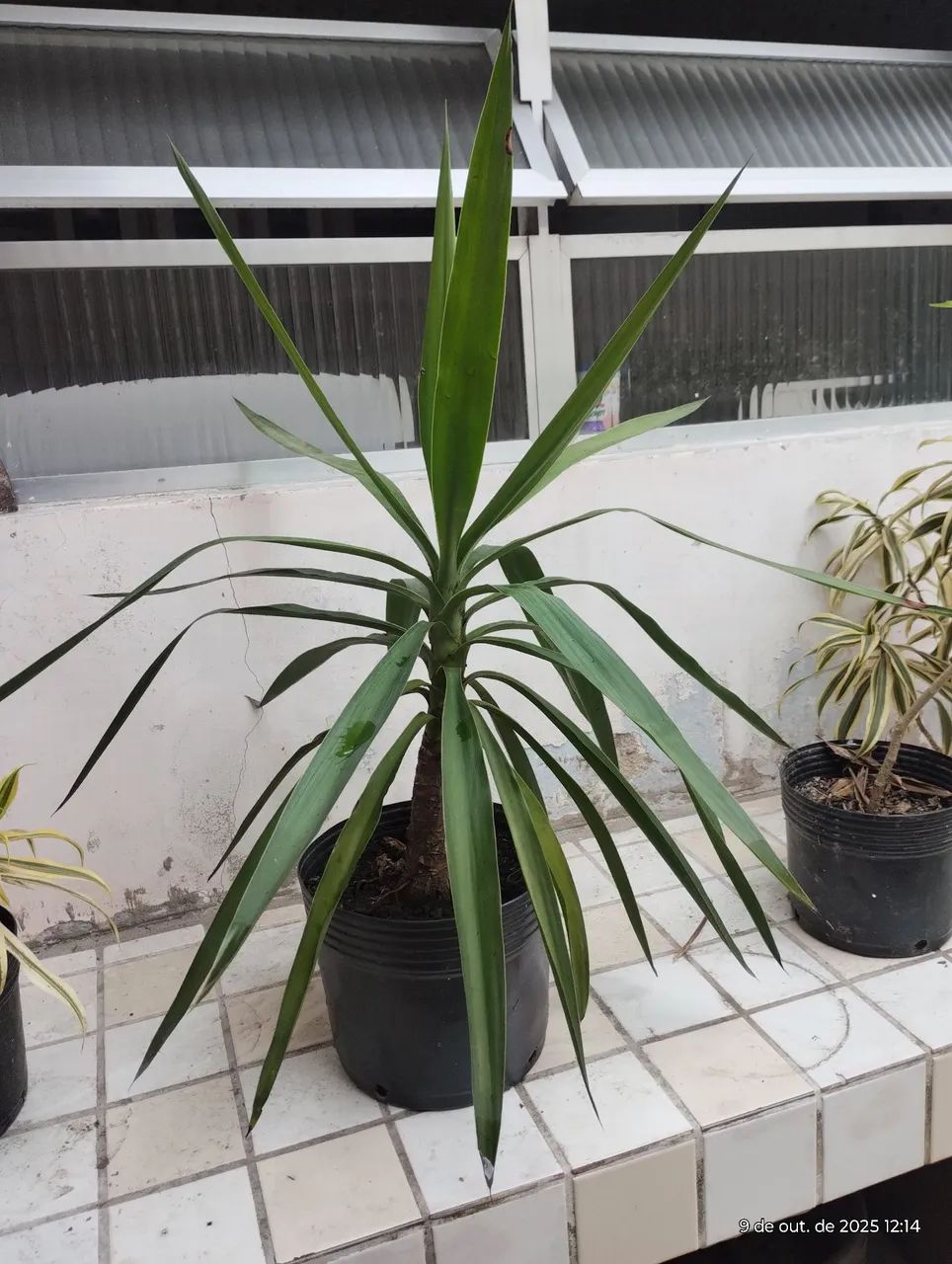 Muda de Yuca - Foto 2