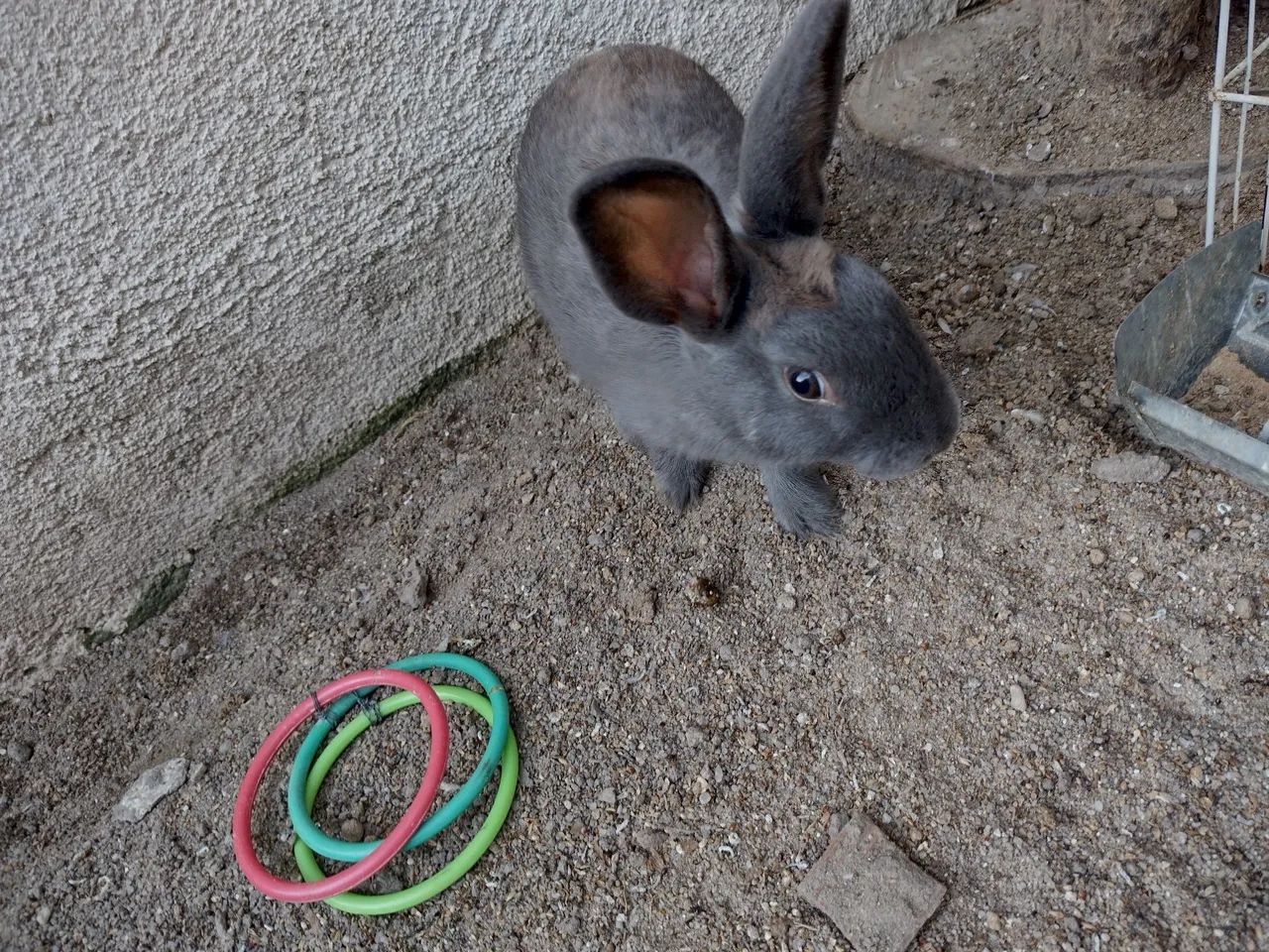 Coelho macho pequeno 4 meses nasceu dia 15/11  - Foto 4