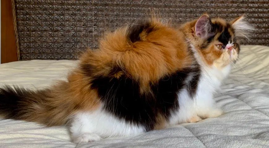 Top Show De Gata Persa filhote Feméa tricolor pelo longo extremada,C/80 Dias Super Linda. - Foto 5