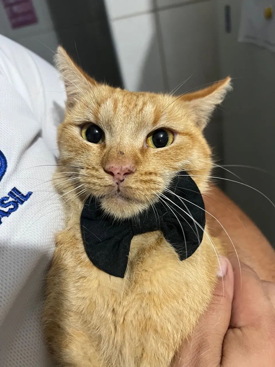 Gato Laranja Para Adoção