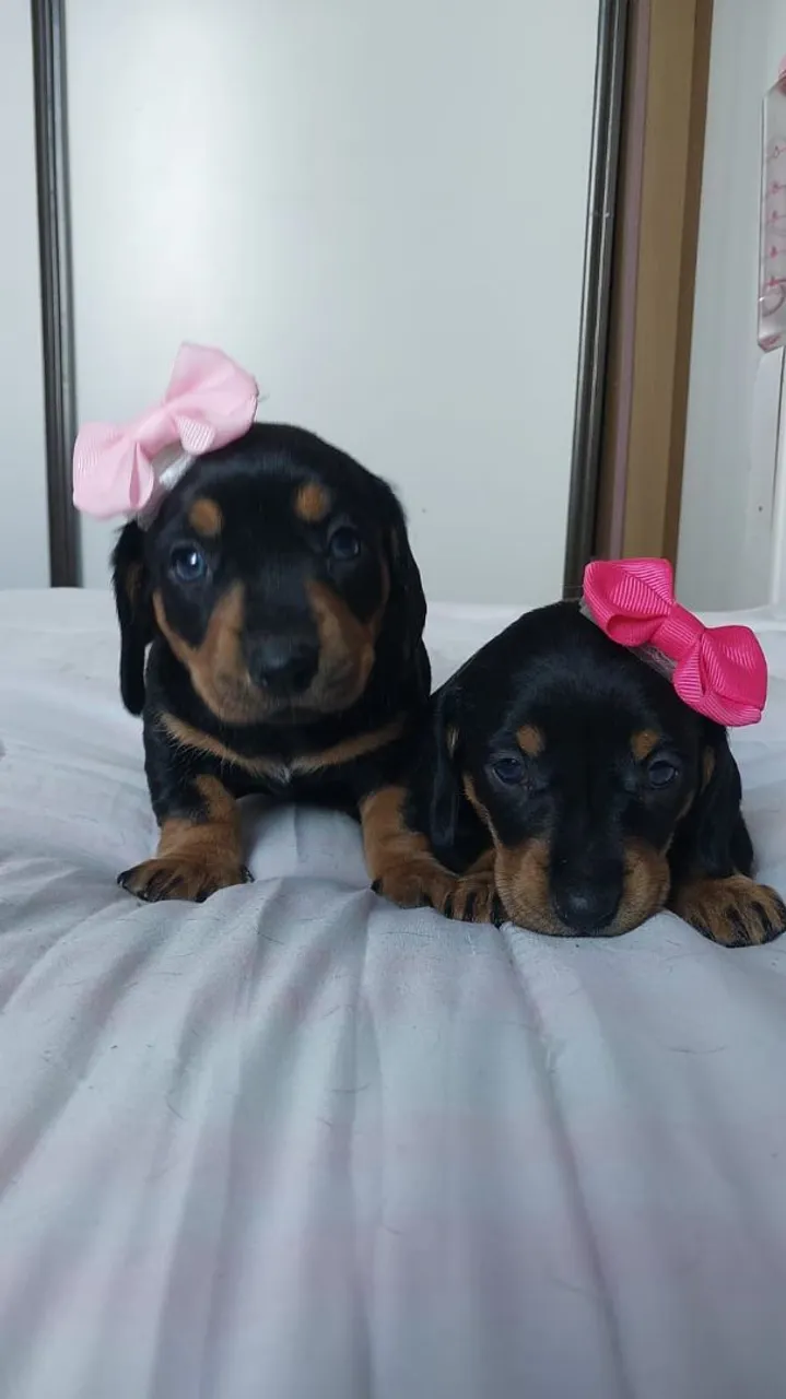 Filhotes de Dachshund/ Teckel/ Cofap/ Salsichinha/ Basset