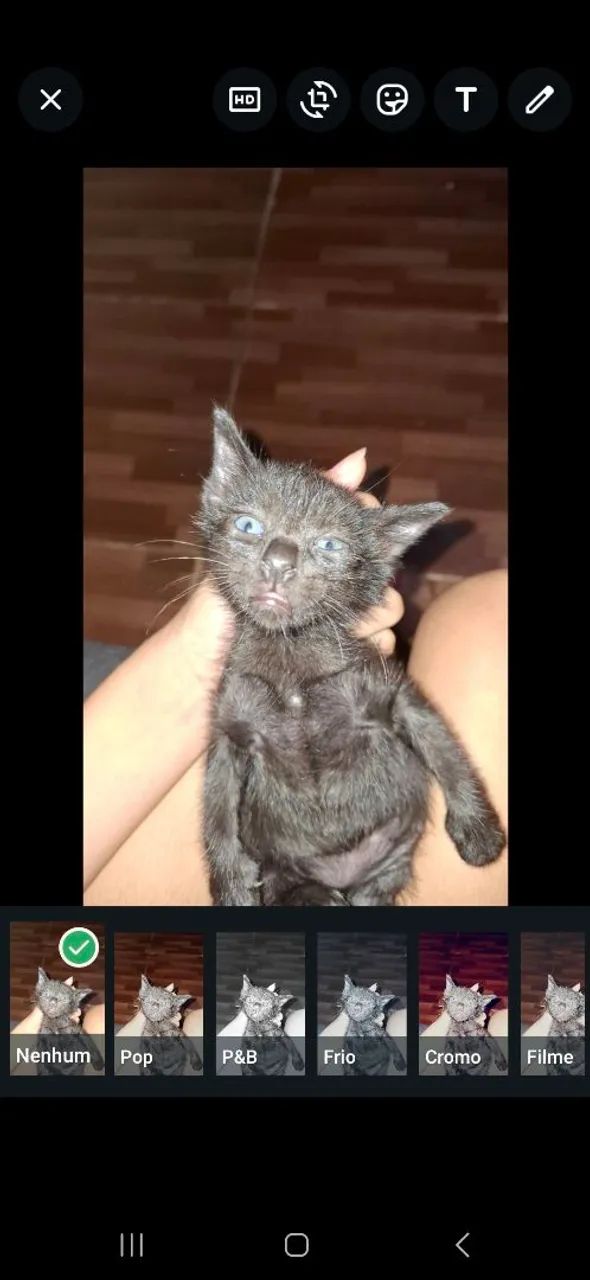 Gatinho fofinho para adoção - Foto 2