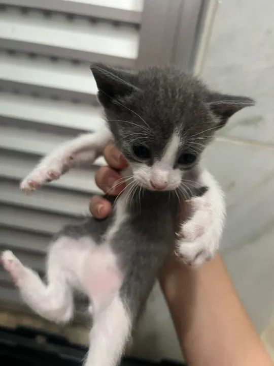 Gatinhos cinza e branco disponível para adoção