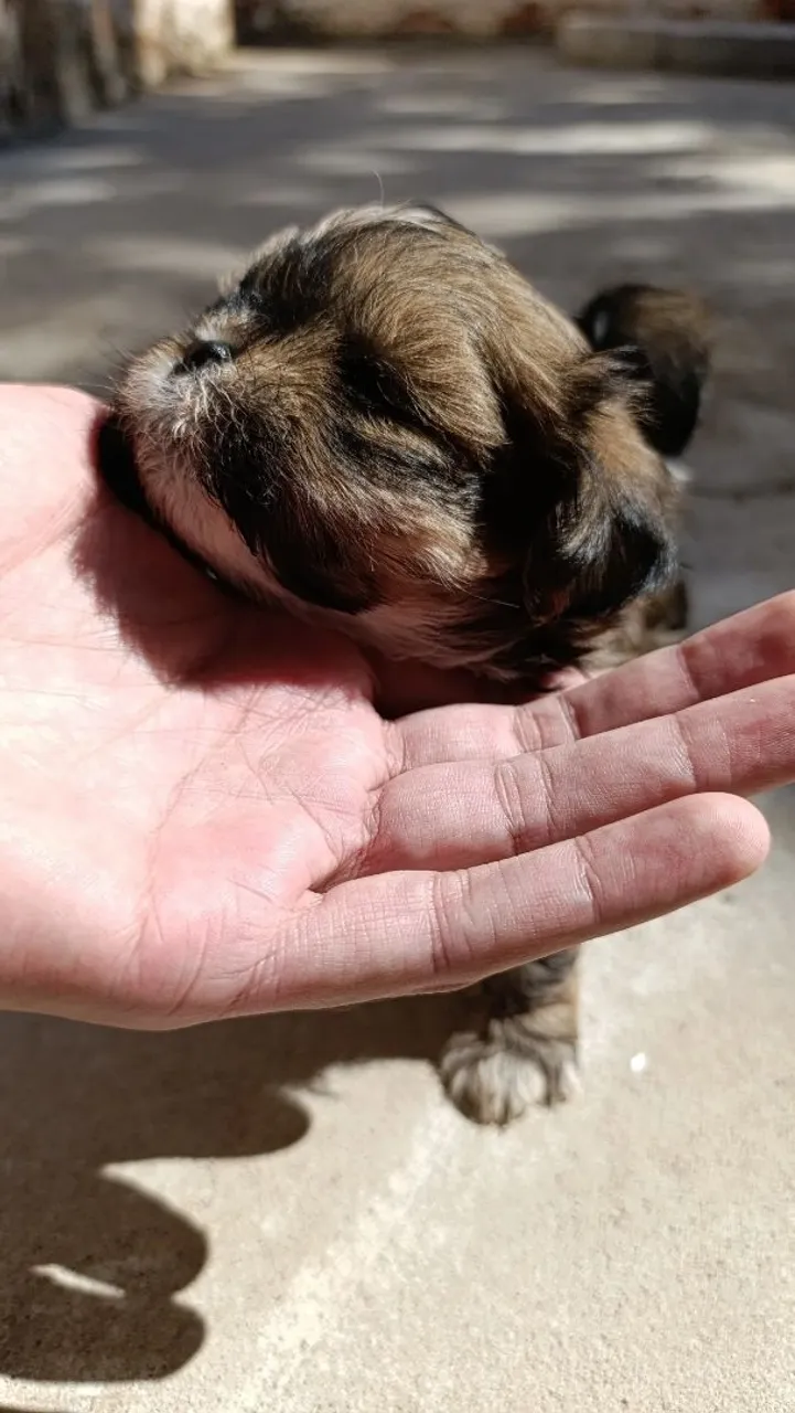 Filhote de Shih Tzu