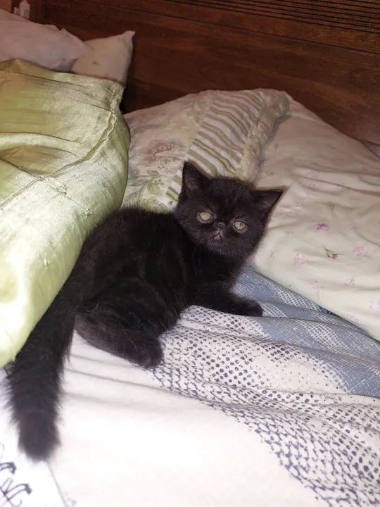 Gatinho Persa exotico Preto - Foto 6