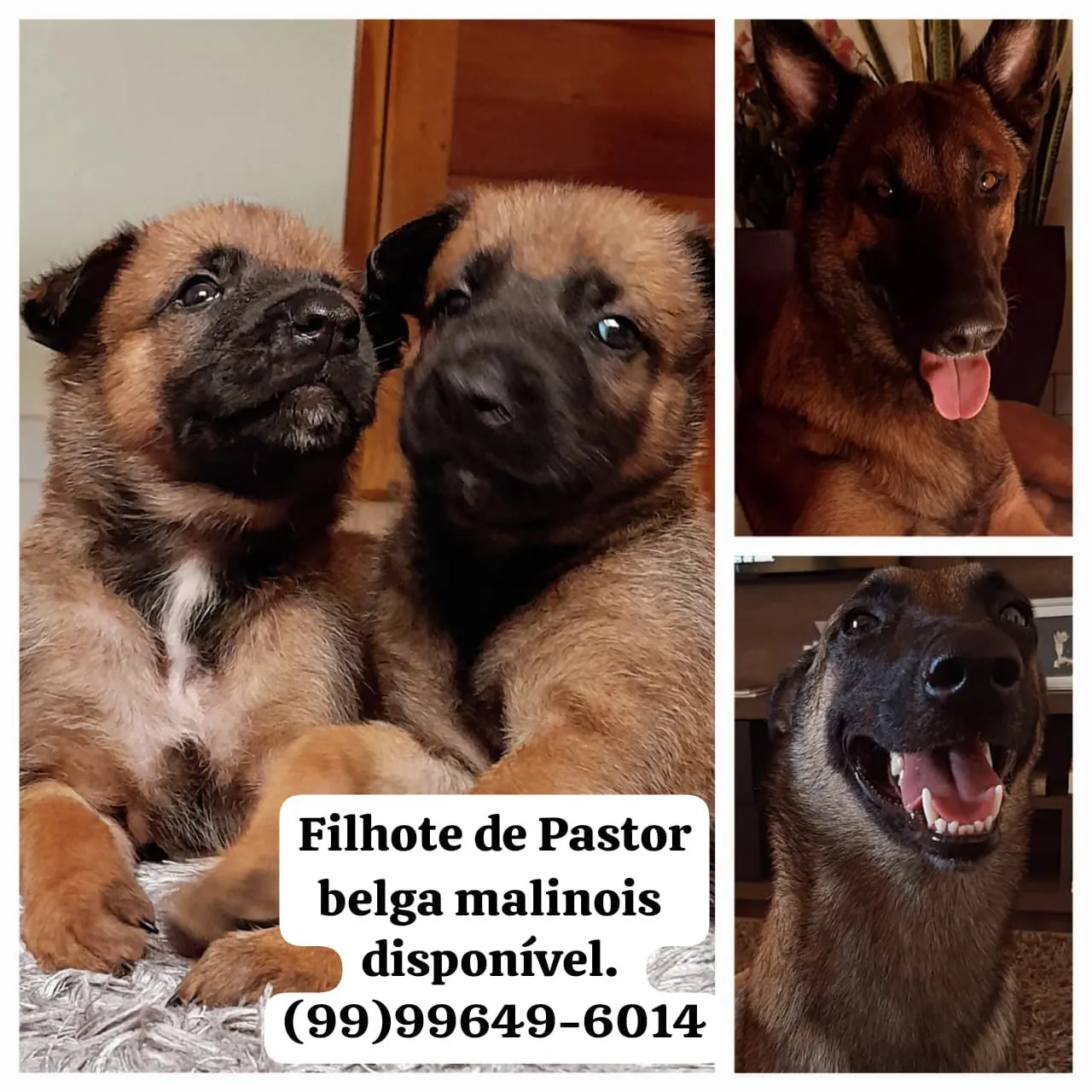 Filhotes de Pastor Belga Malinois Disponíveis