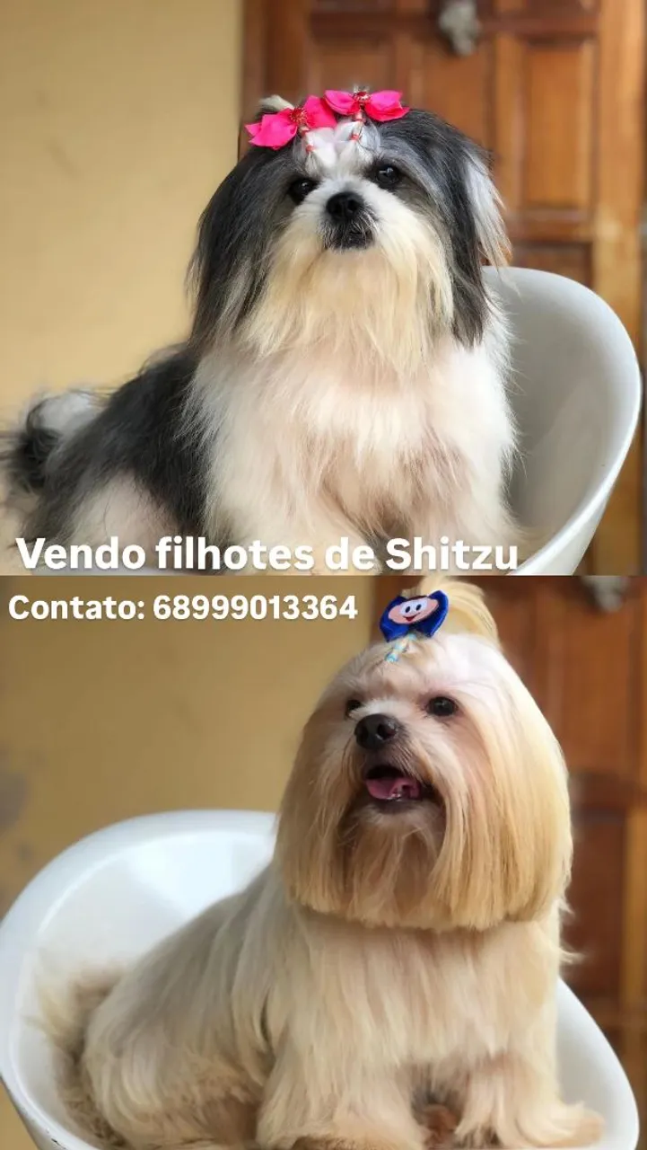 Filhotes de Shih Tzu