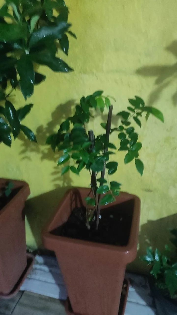 Mudas de Jaboticaba 