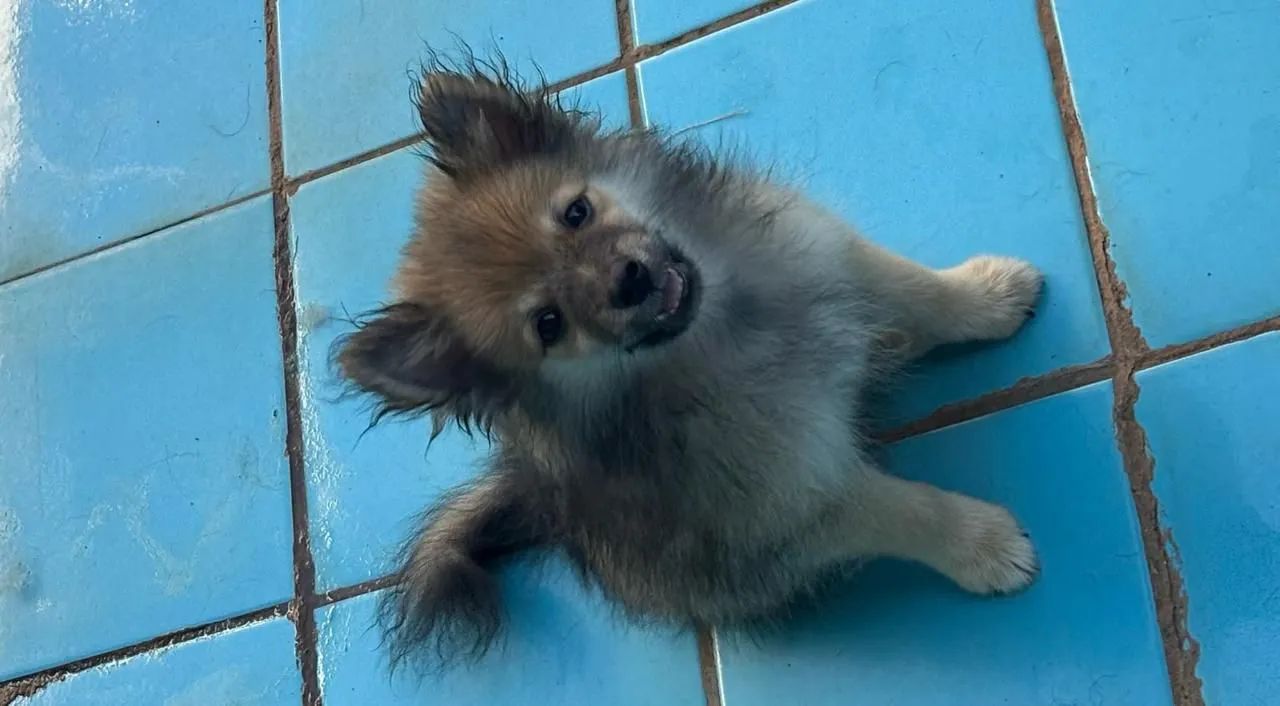Spitz Alemão Filhote  - Foto 3