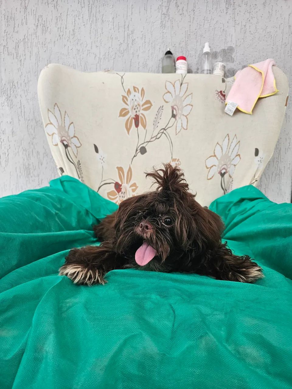 Shih Tzus Fofos Procurando Novo Lar