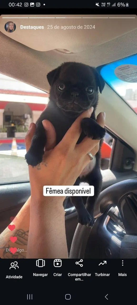 Filhote de Pug fêmea disponível
