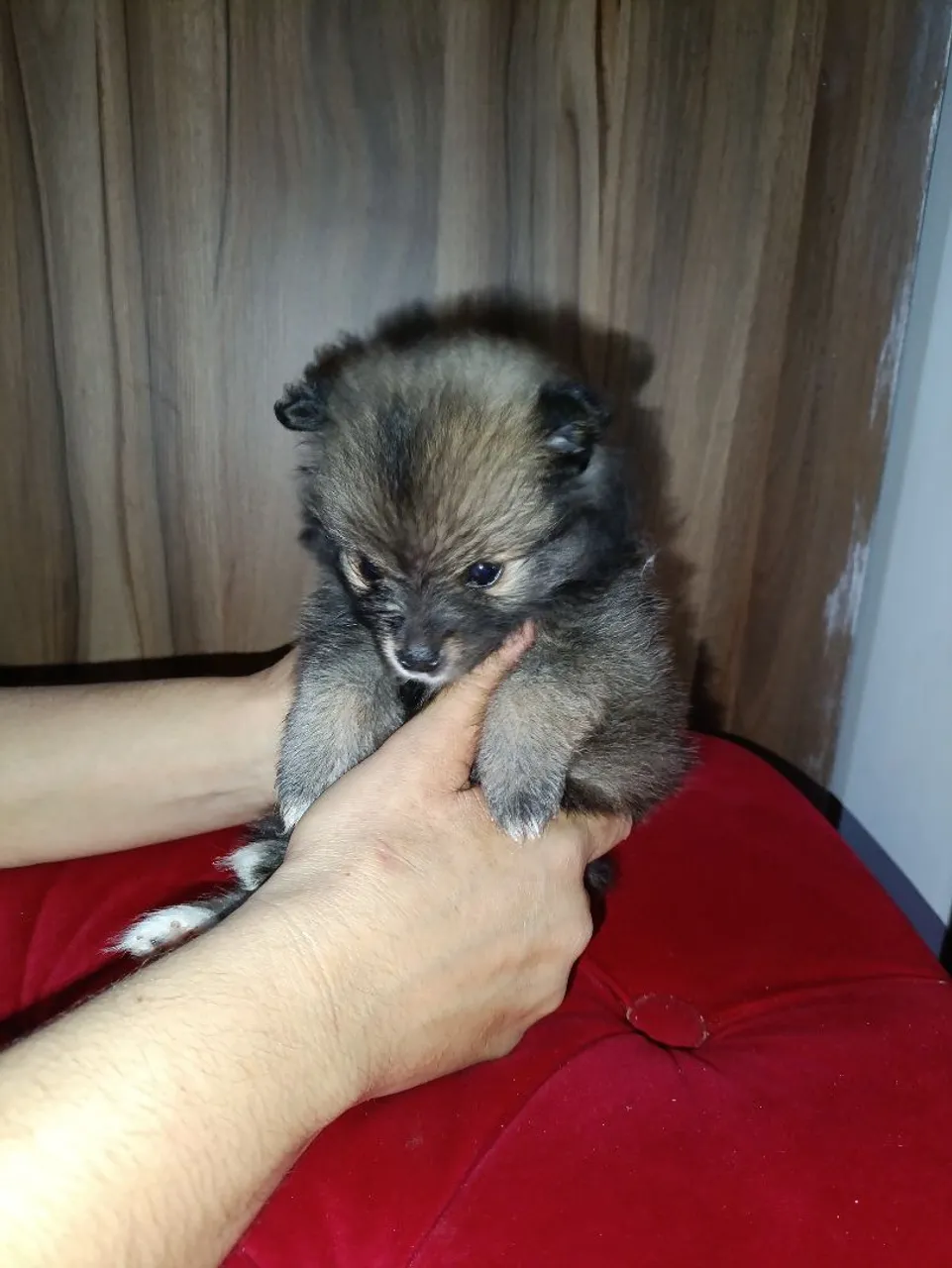 Filhote de Spitz Alemão