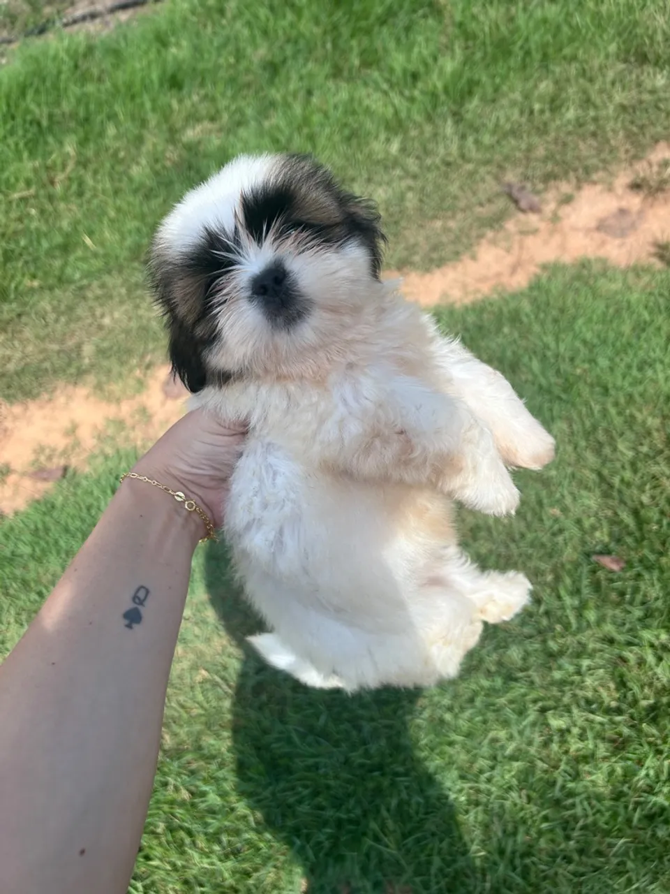 Filhote Shih Tzu