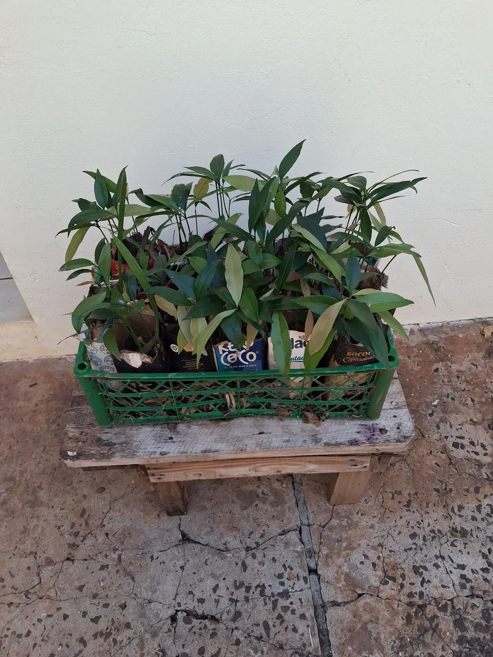 Mudas de chachairu