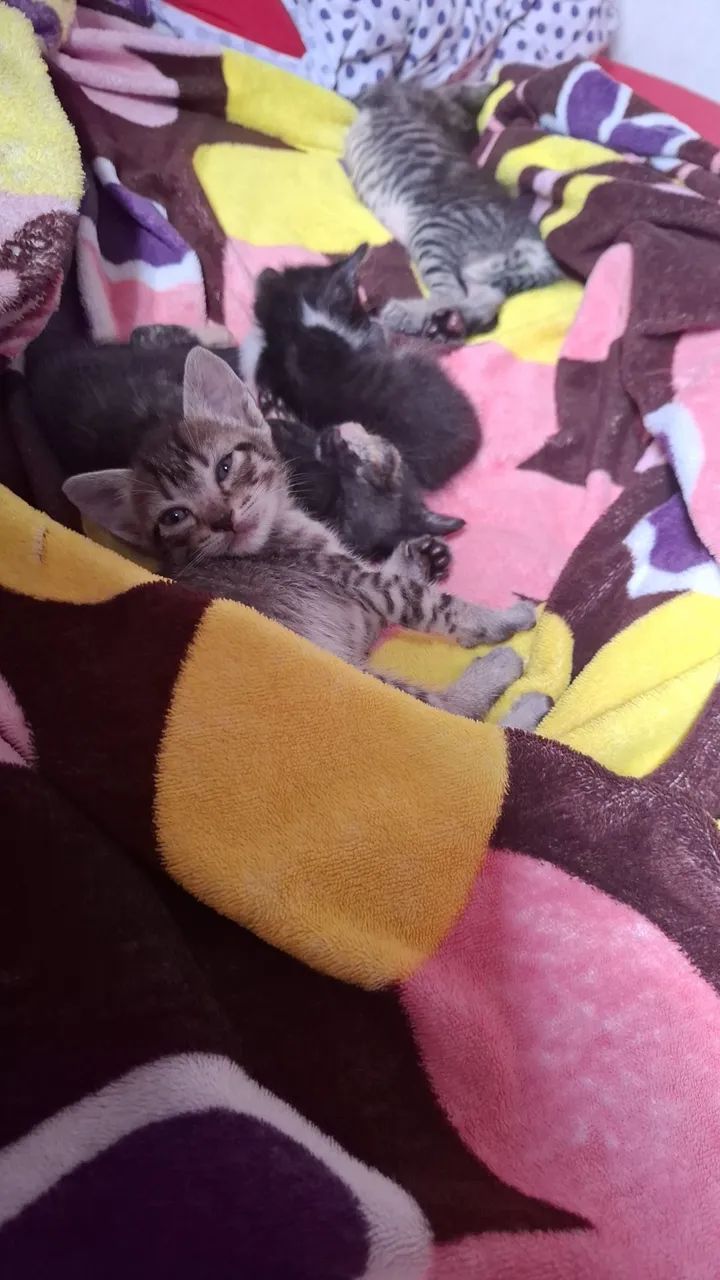 Gatinho fofinho para adoção - Foto 5