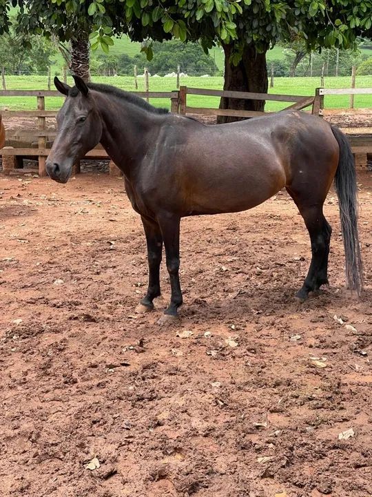 Égua mangalarga marchador  - Foto 4