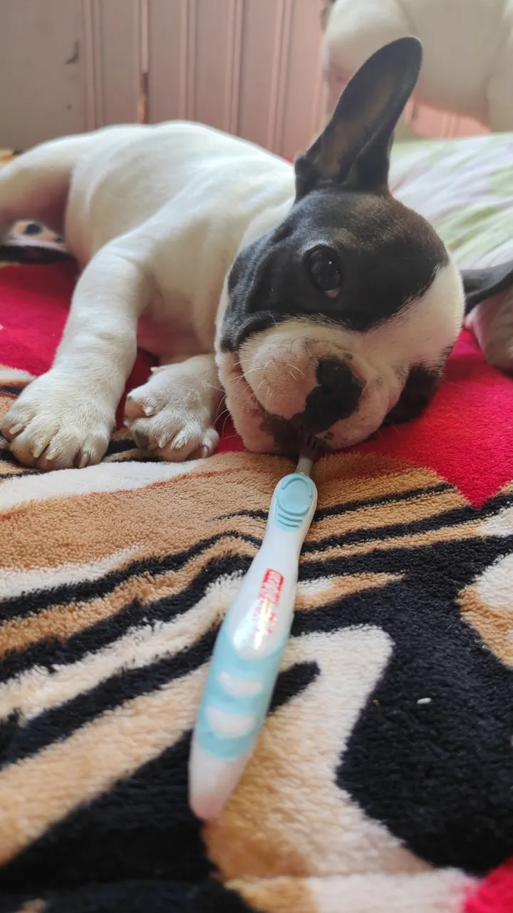 BullDog Francês 