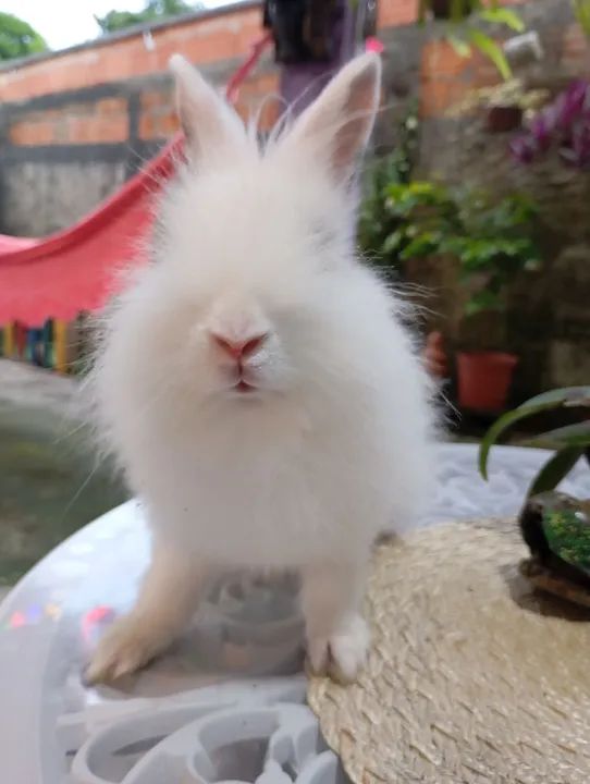 Mini coelho Teddy dwerg  - Foto 5