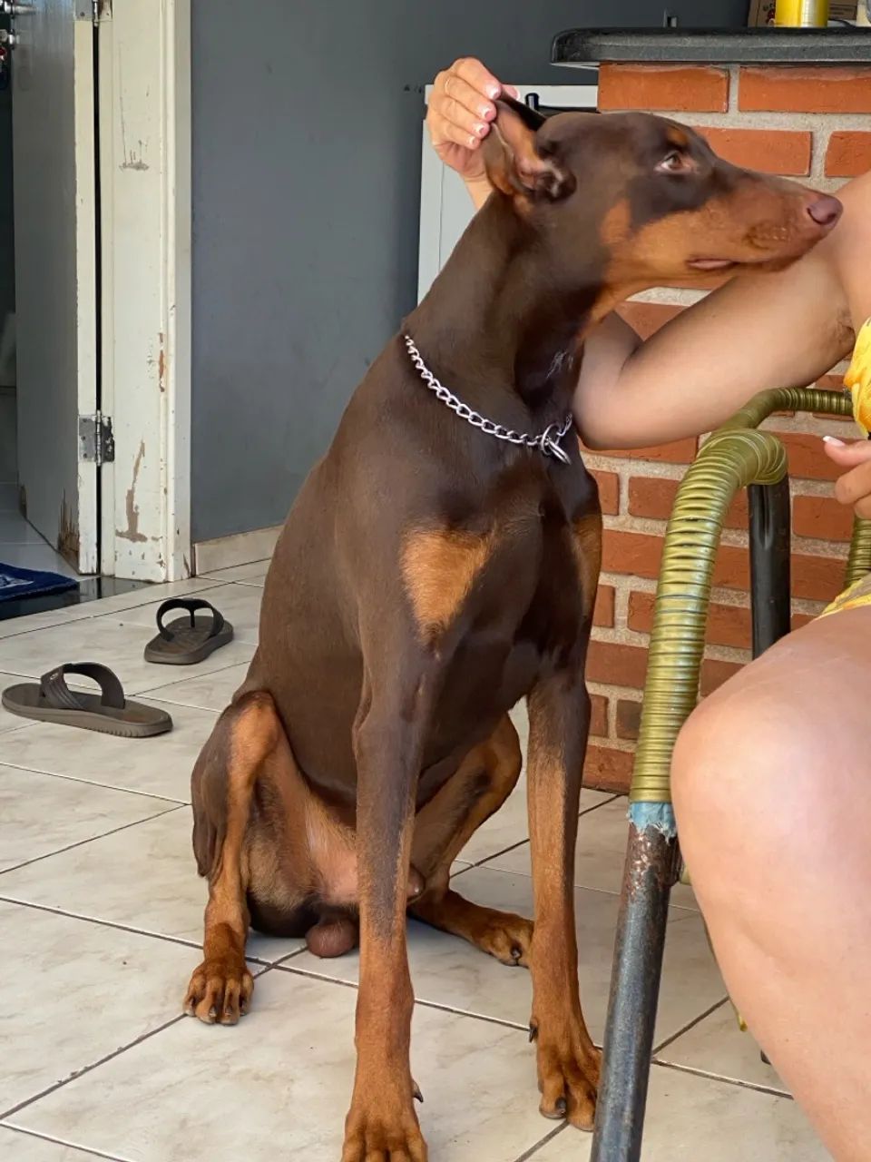 Dobermann Pedigrees Riddick Doberman Companion Dog Video $12,500