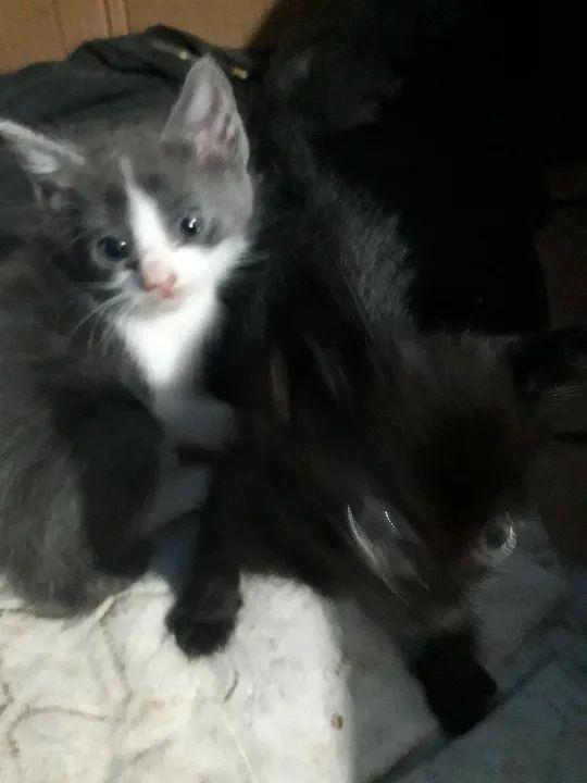 Gatinhos fofinhos para adoção! - Foto 5