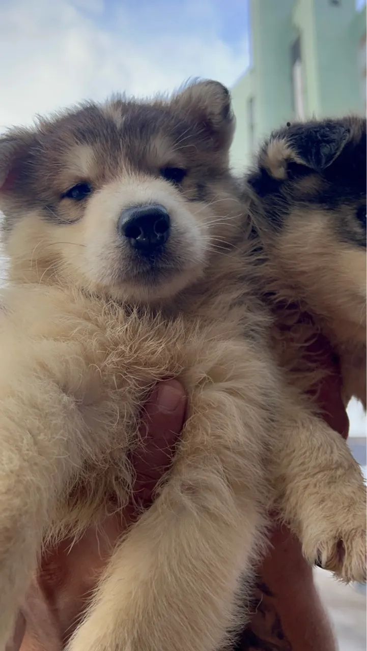 Filhotes de Husky siberiano