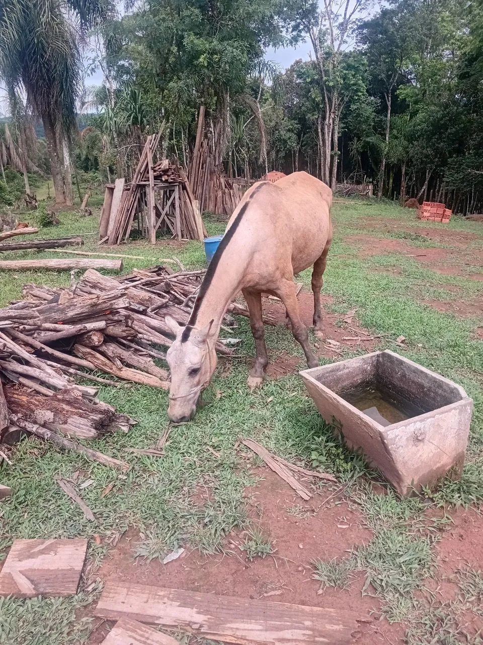 Animal raridade na nossa região  - Foto 5