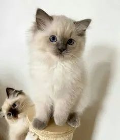 Temos Ragdoll   disponíveis