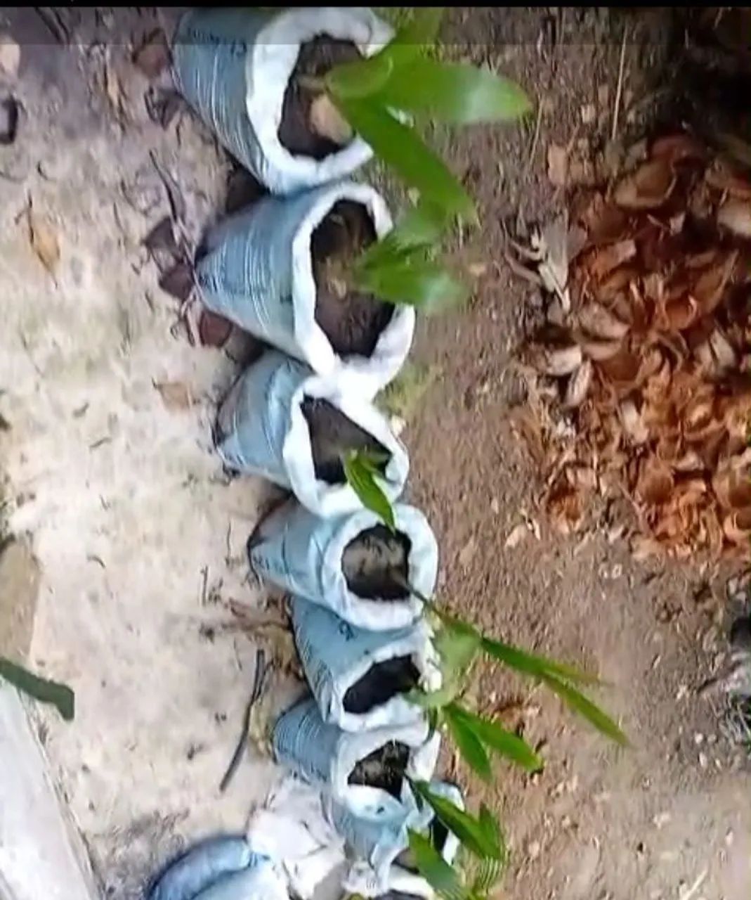 Mudas de coco - Foto 3