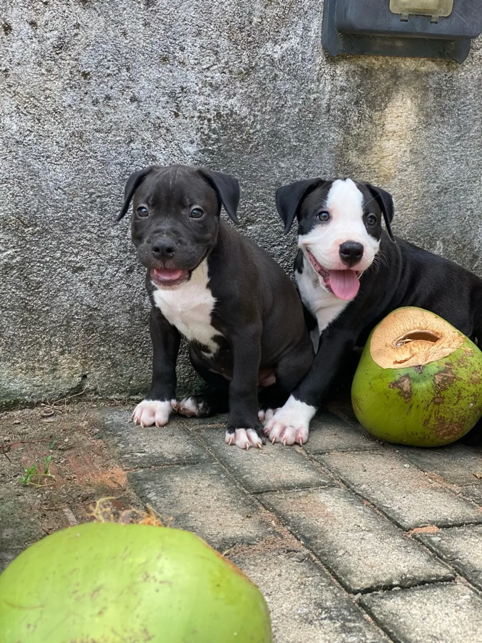 Filhotes PitMonster