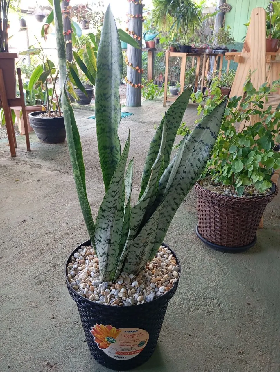 Planta Espada de São Jorge em Vaso Decorativo