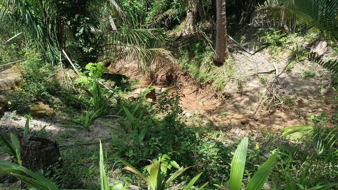 Vendo um terreno para sítio com olho d'água  - Foto 4