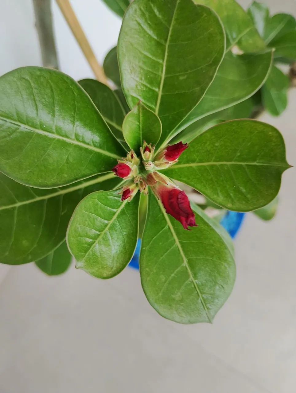 ROSA DO DESERTO  - Foto 5