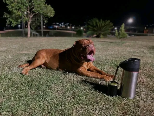 Dogue de Bordeaux 
