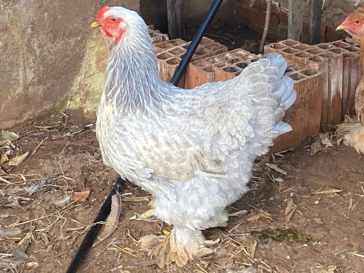 Galinha Brahma Cinza white 150$ frangas 100$