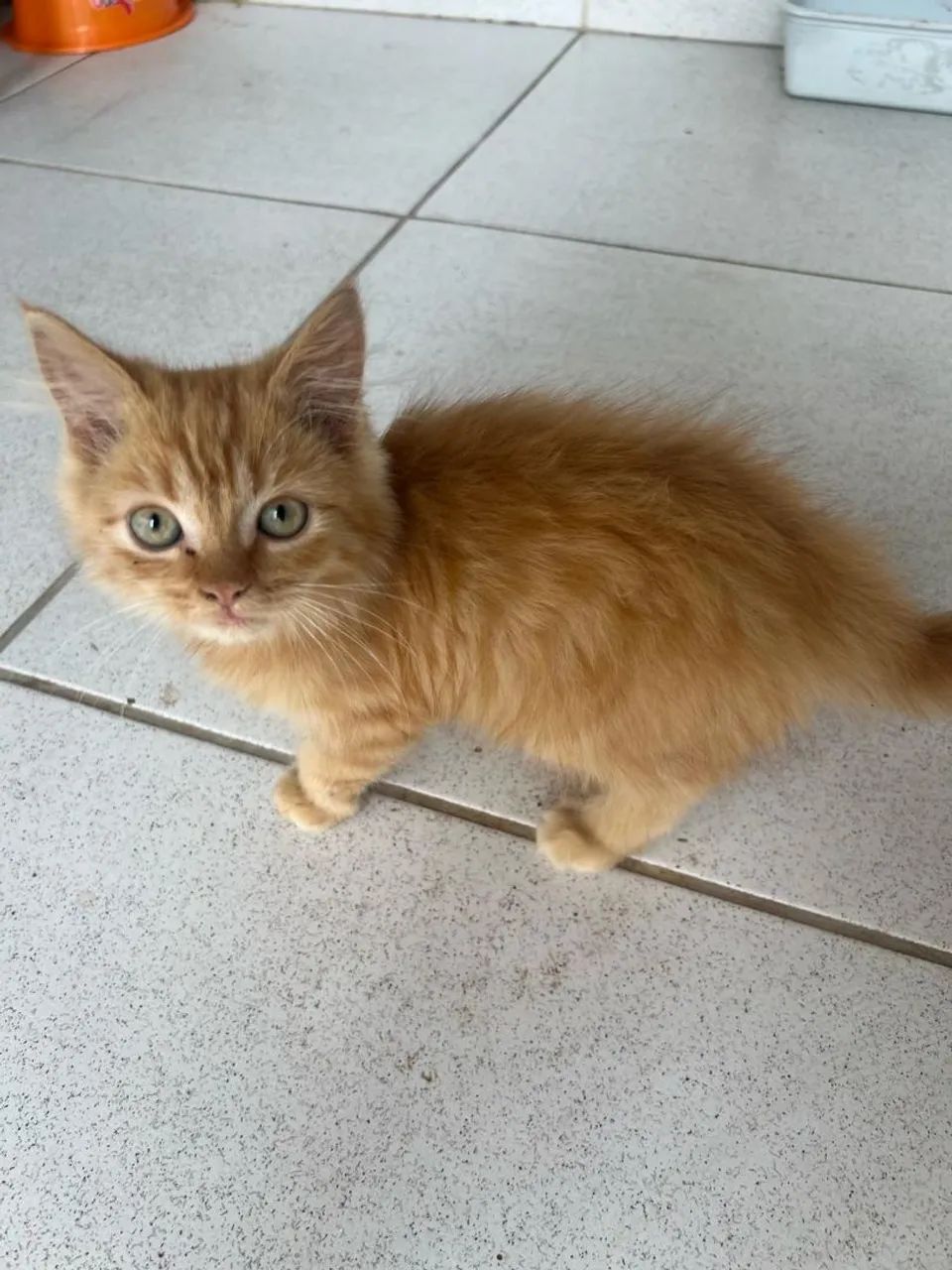 Gatinho Persa 