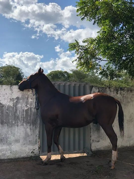 Cavalo garanhão, meio sangue QM - Foto 3