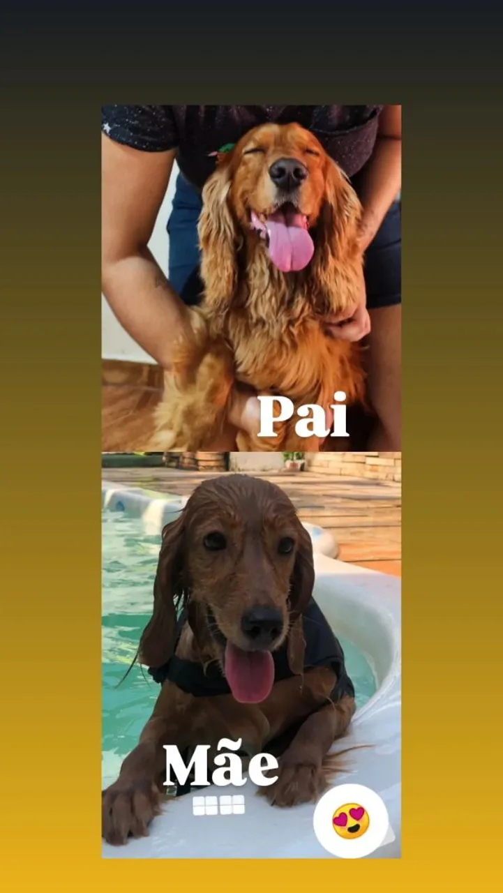 Filhote Raça Cocker