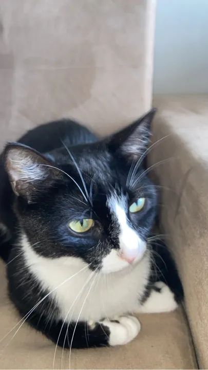 Duas gatas fofinhas para adoção! - Foto 3