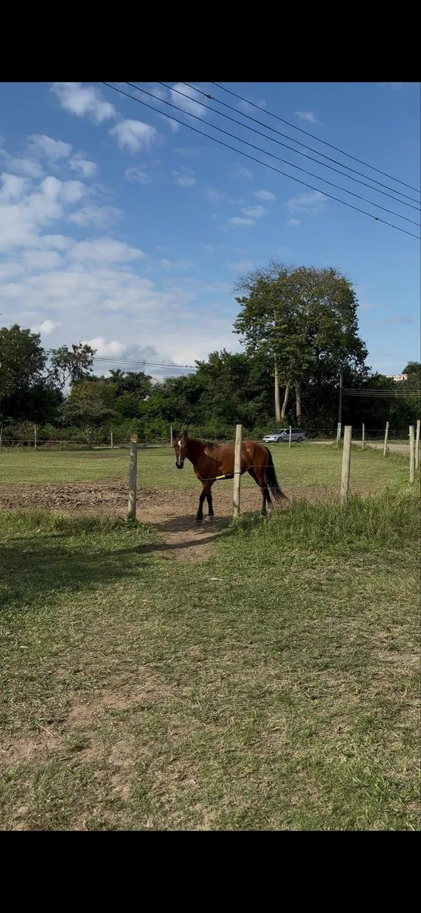ÉGUA REGISTRADA MANGALARGA MARCHA BATIDA ( NEGOCIO)