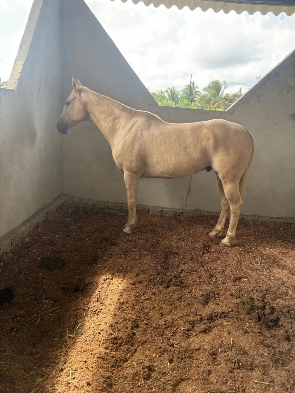 Cavalo Qm  - Foto 2