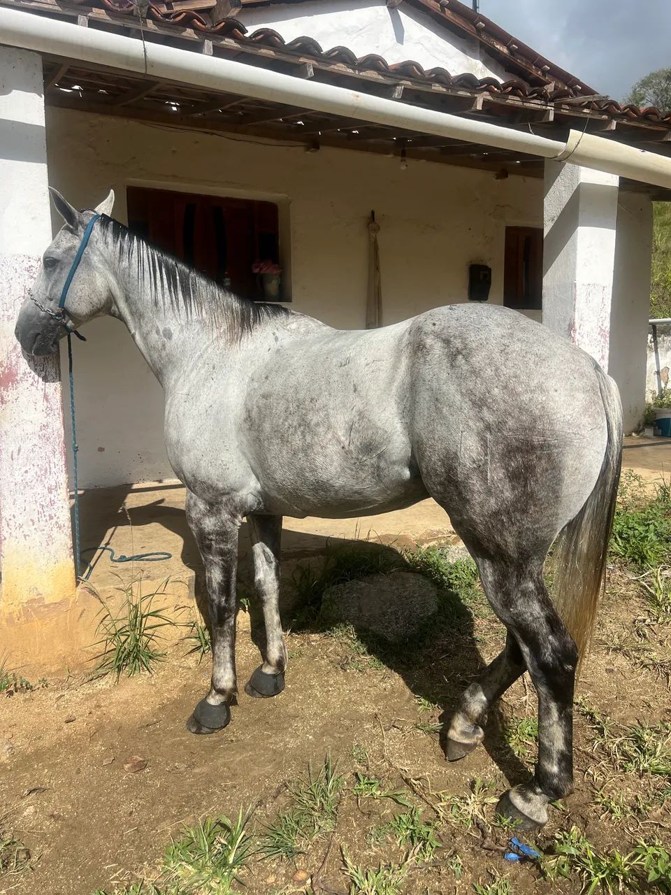 cavalo de direita 20mil