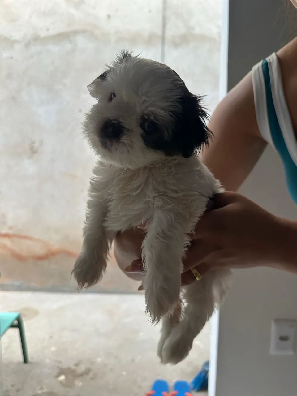 Filhotes shih tzu  - Foto 3